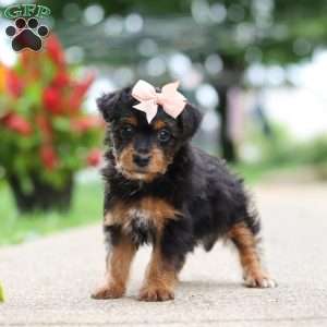 Riot, Yorkie Poo Puppy